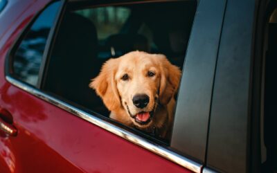 Interior Car Wash Tips for Pet Owners