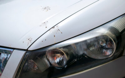 Bug Splatters are Ruining Your Car’s Paint: Why Summer Sun Makes It Worse