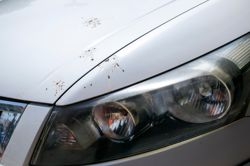 Bird,Feces,On,Car,Bonnet,Hood,Vehicle,Dirty,Concept.,Car